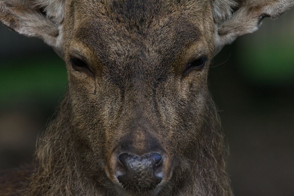 *** Sika-Hirsch-Portrait ***