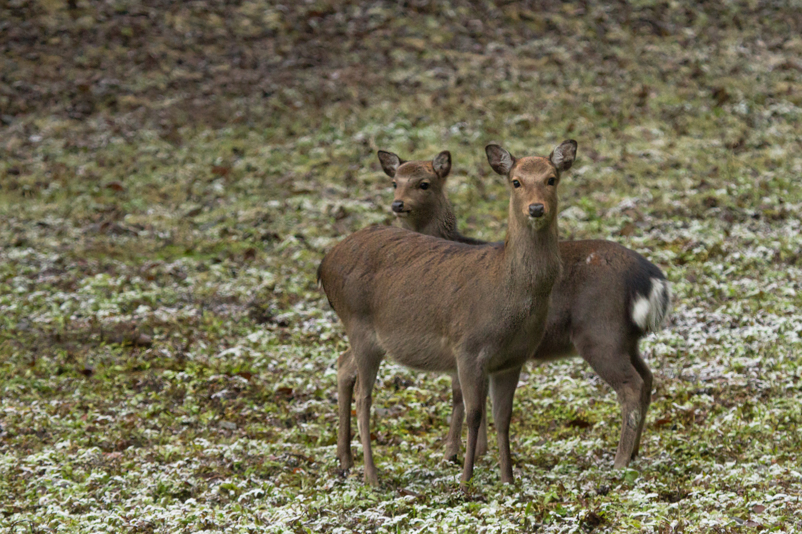 Sika Hirschkuh mit Kalb