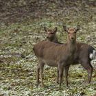 Sika Hirschkuh mit Kalb