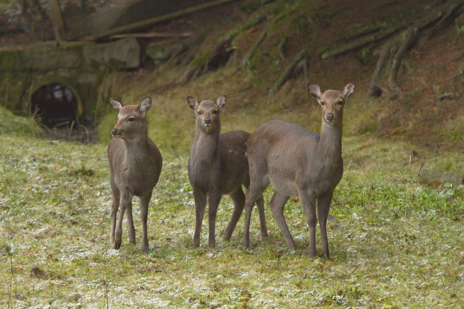 Sika Hirschkuh mit zwei Kälber