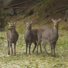 Sika Hirschkuh mit zwei Kälber