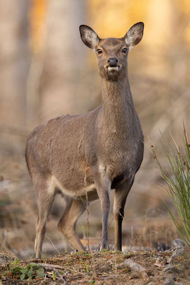 Sika im Winter