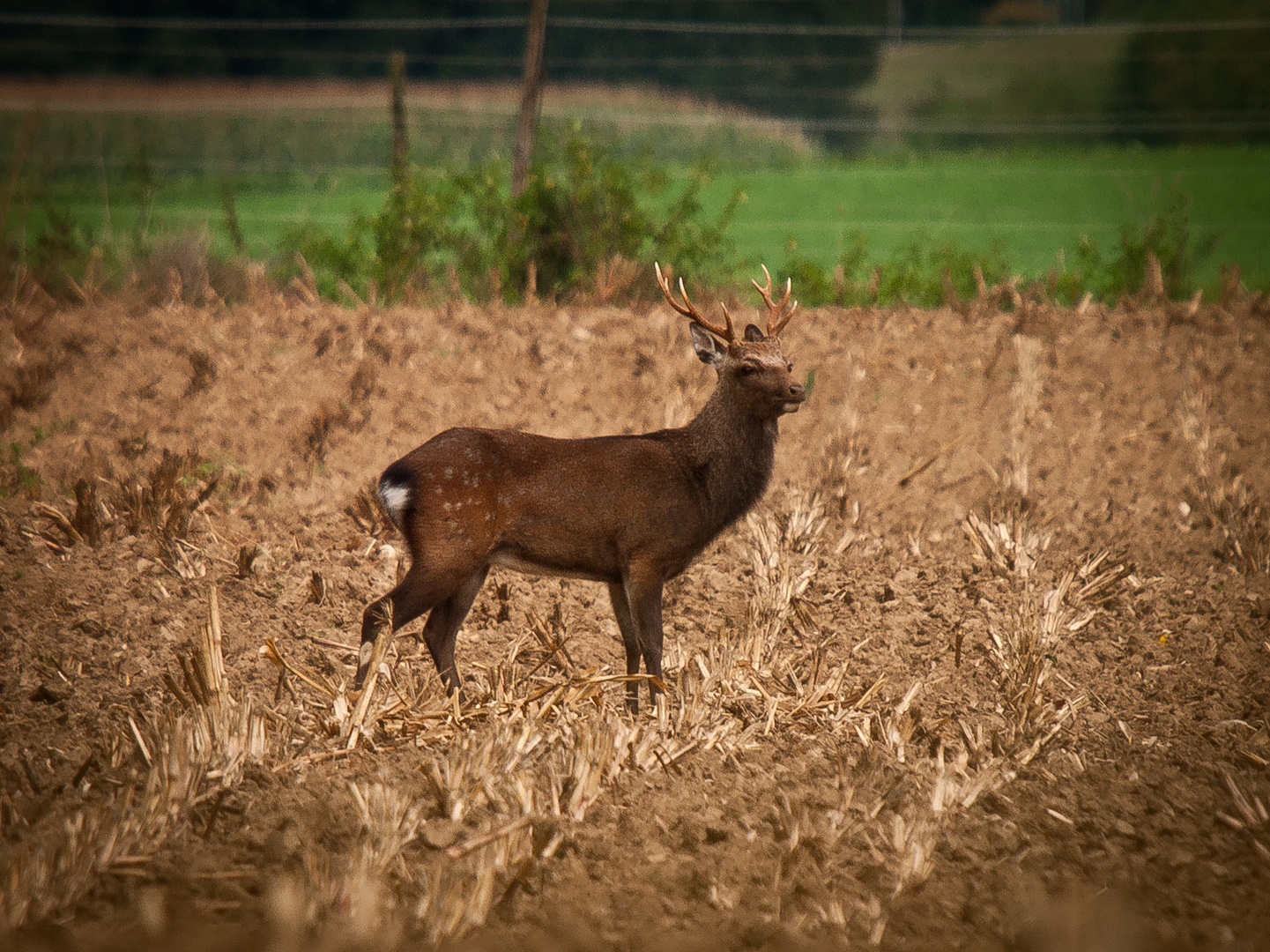 Sika- oder Rothirsch.....