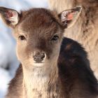 Sika-Weibchen im Schnee