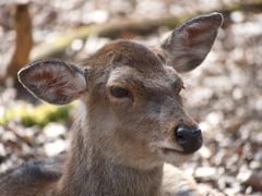 Sikahirsch