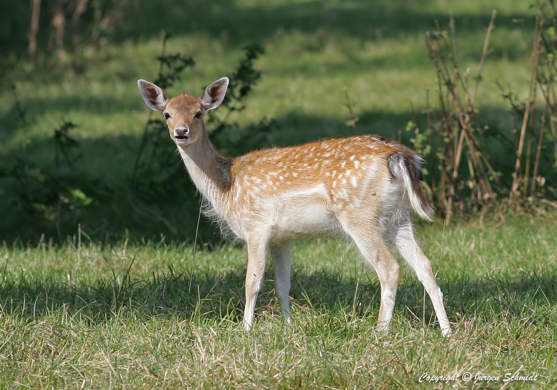 Sikahirsch