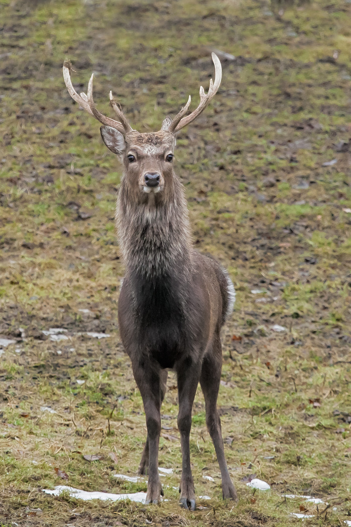 Sikahirsch