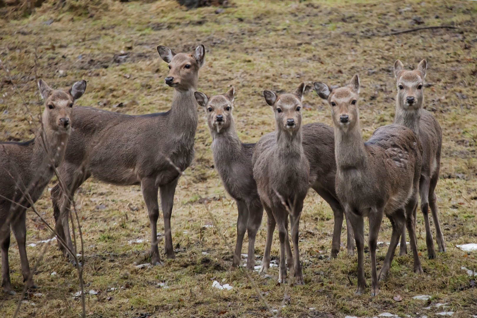 Sikahirsch