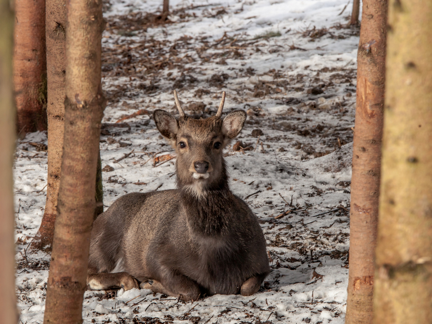 Sikahirsch