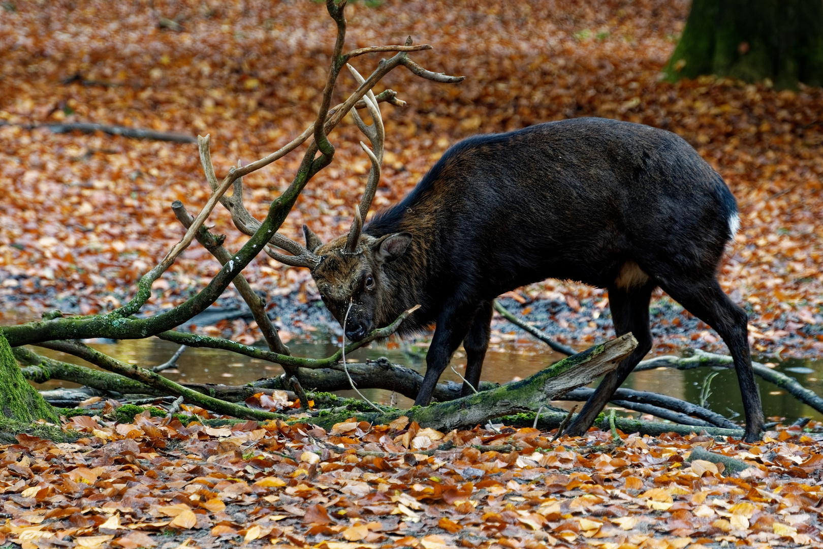 Sikahirsch