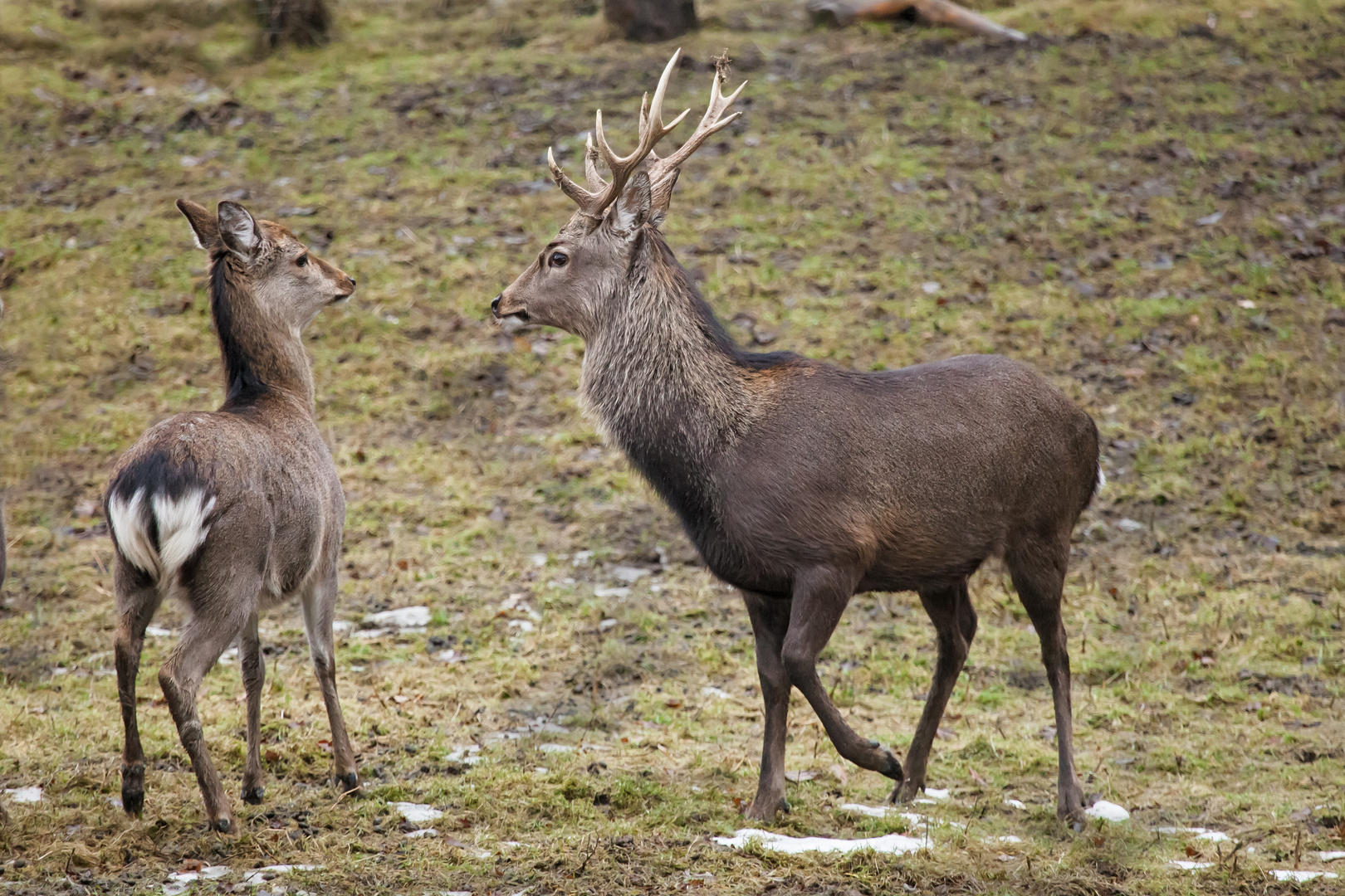 Sikahirsch