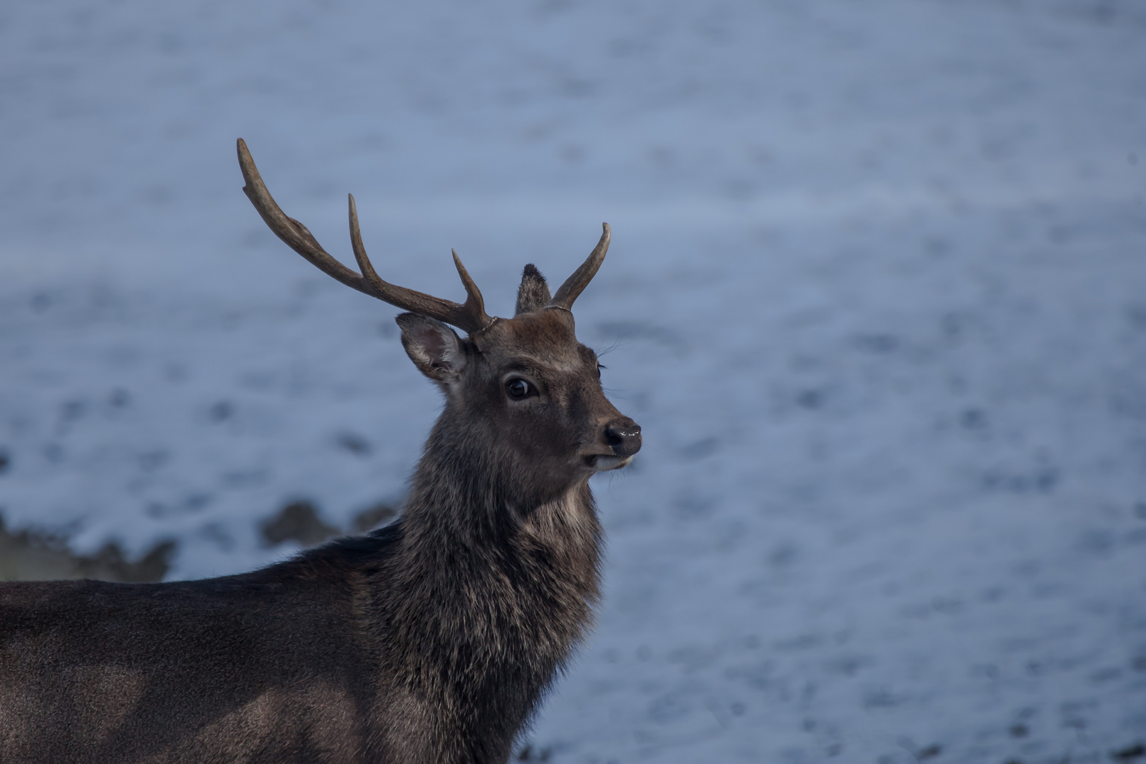 Sikahirsch