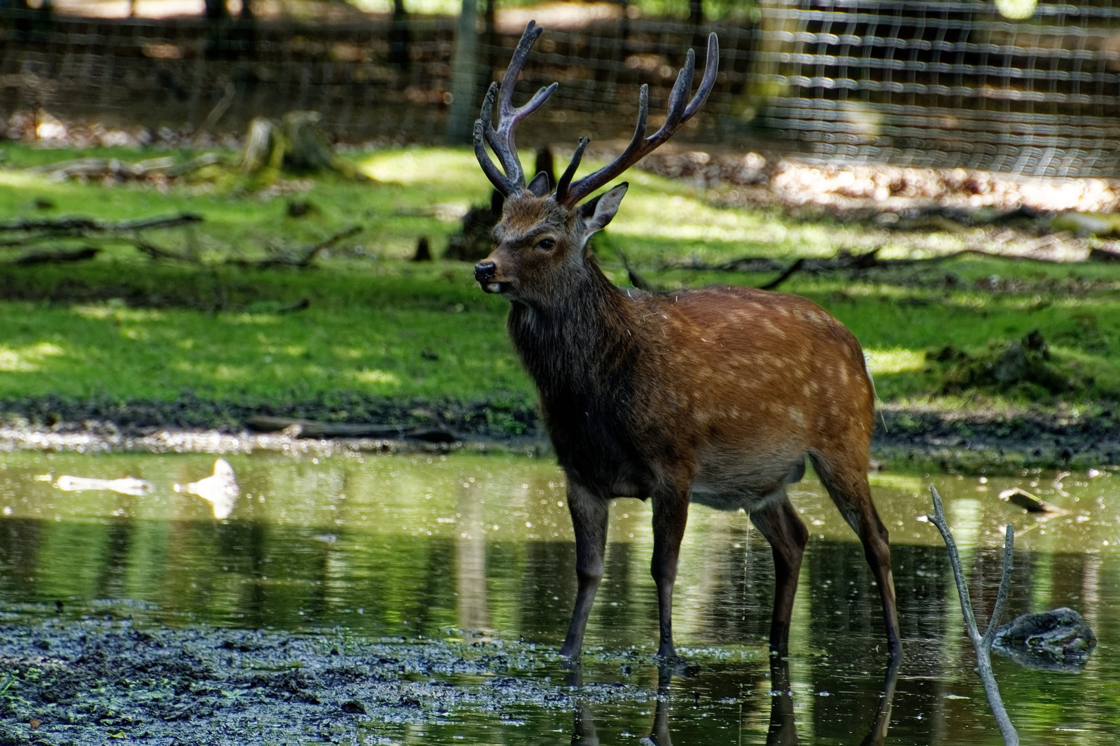 Sikahirsch