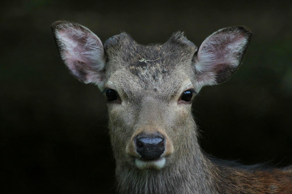 Sikahirsch