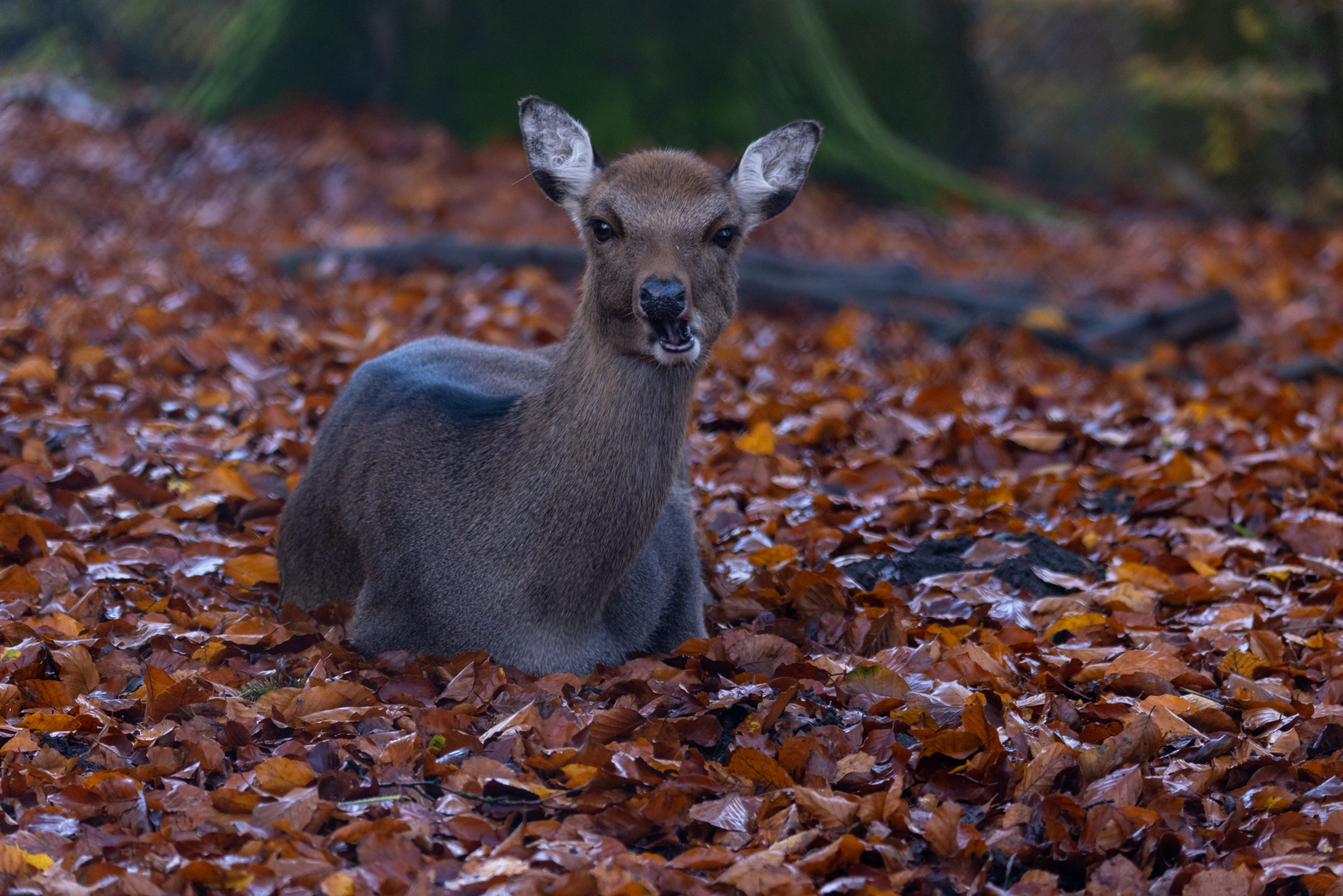 Sikahirsch