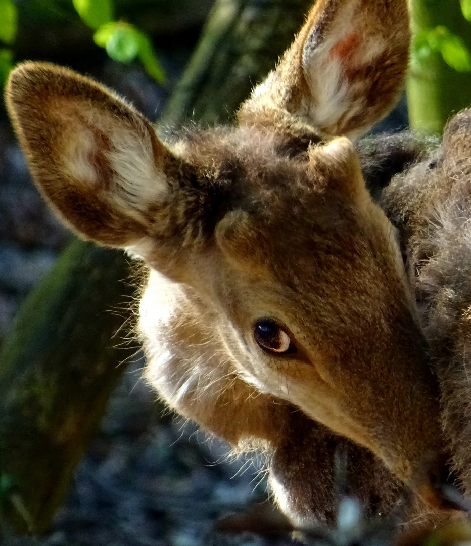 Sikahirsch