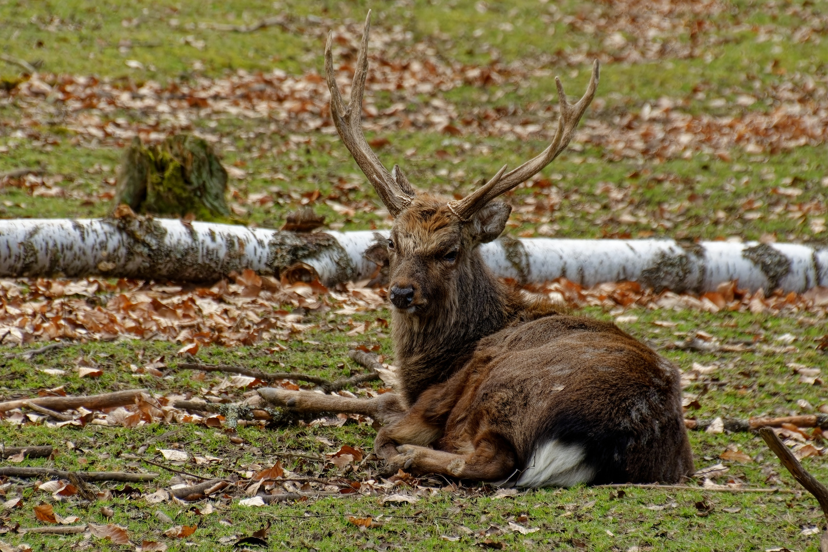 Sikahirsch