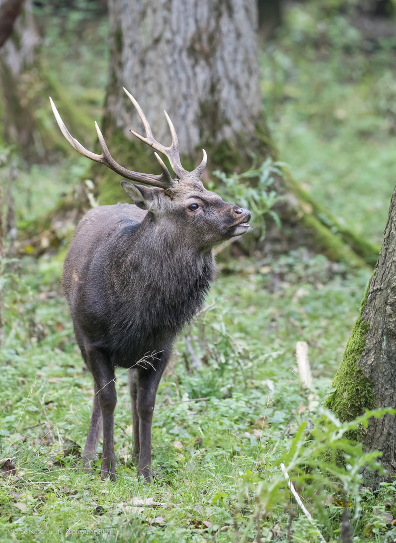 Sikahirsch-Achtender