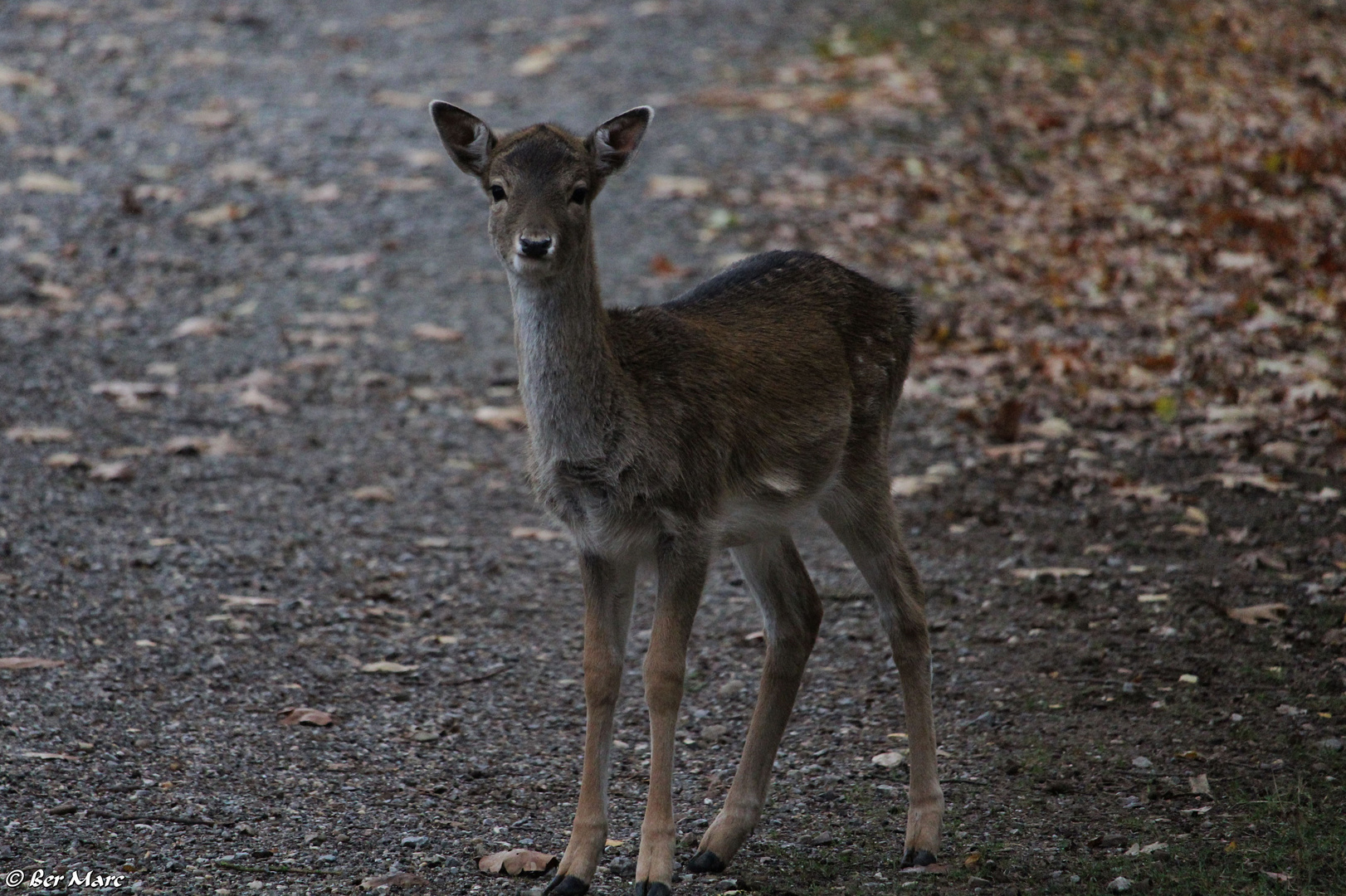 Sikahirsch am Wegesrand