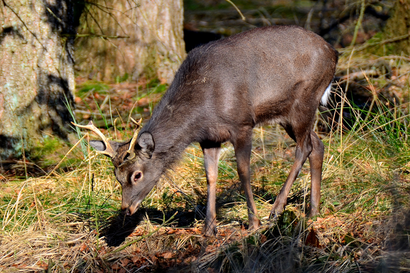 Sikahirsch Arnsberger Wald