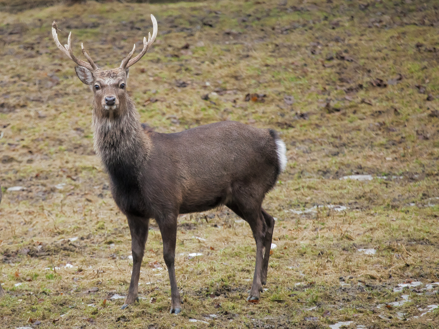 Sikahirsch