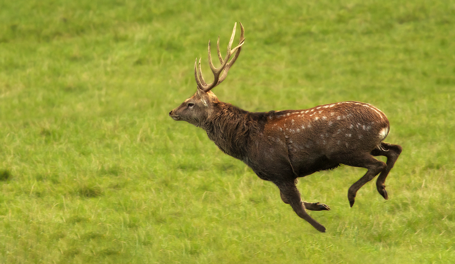 Sikahirsch 