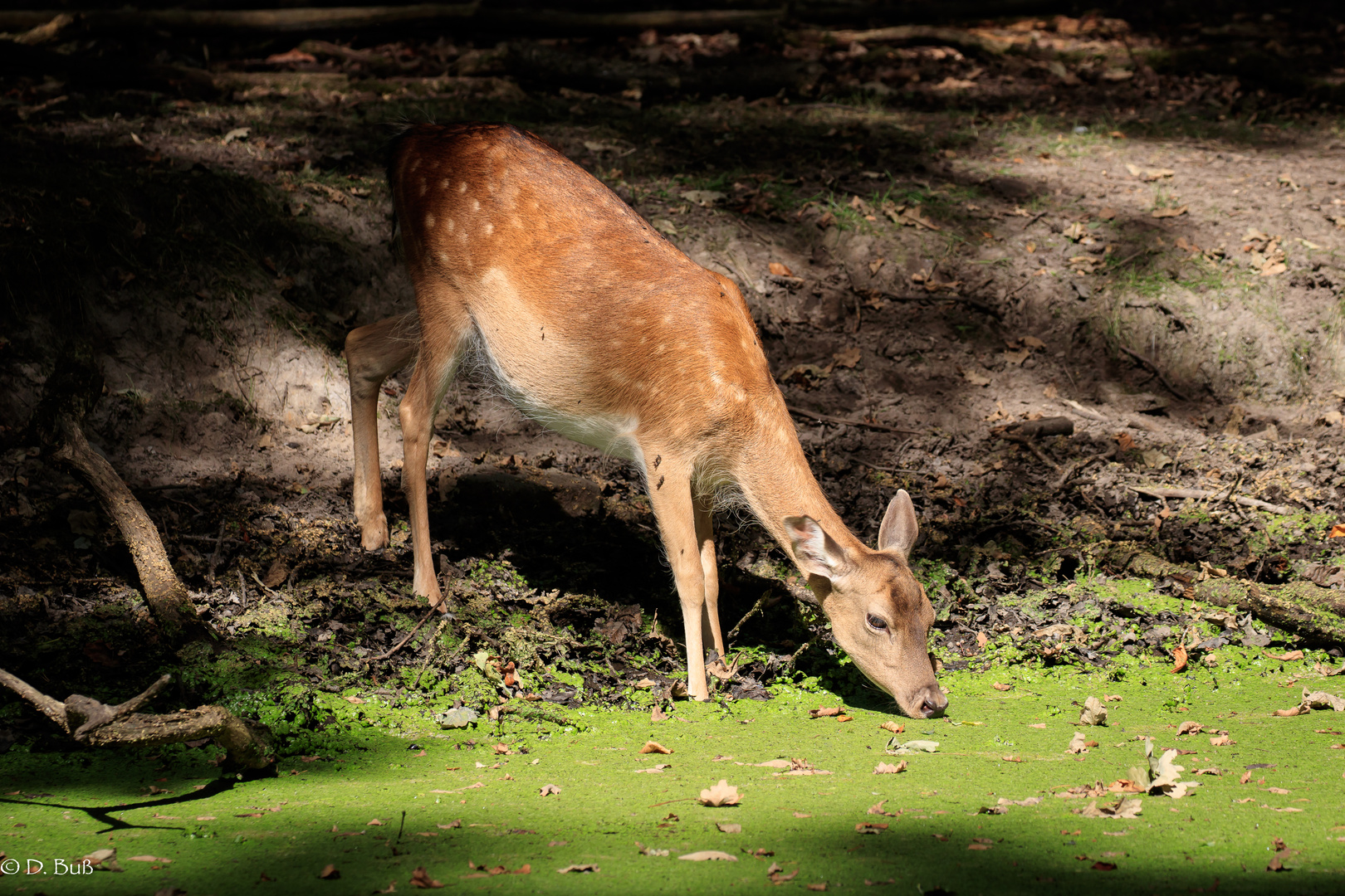 Sikahirsch