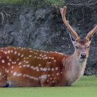 Sikahirsch im Wasser beim Kraut äsen 