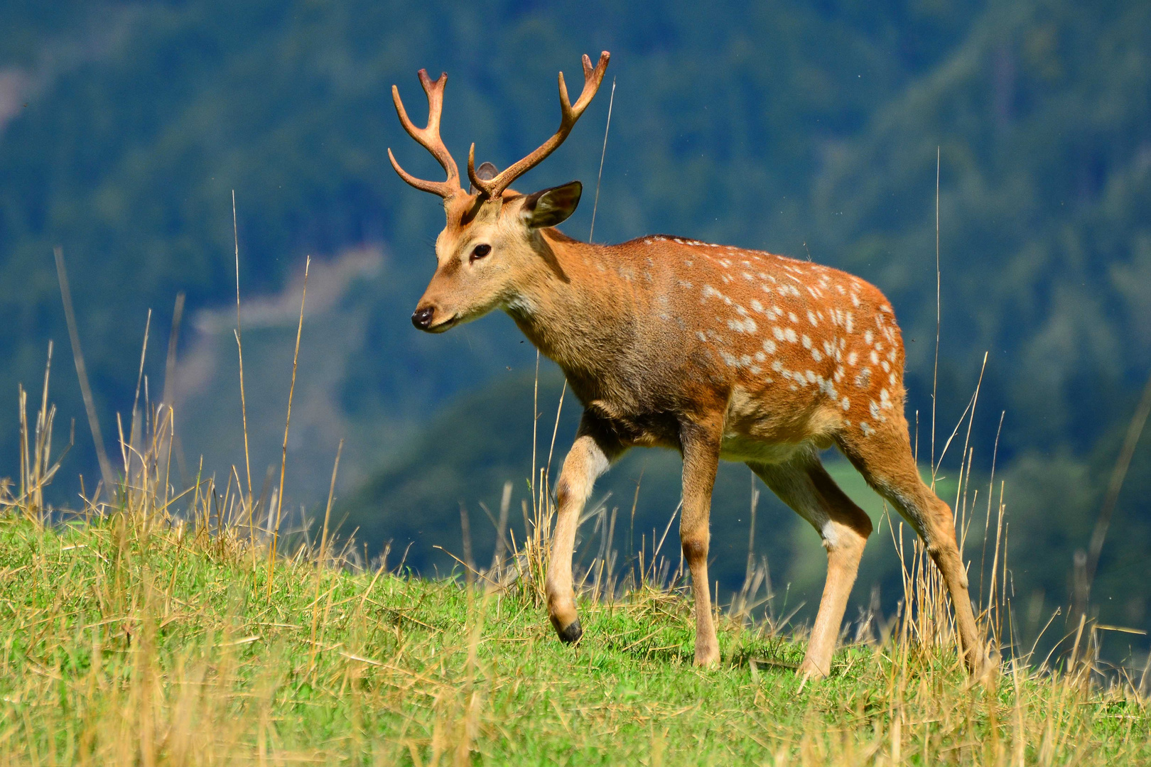 Sikahirsch in seinem Element