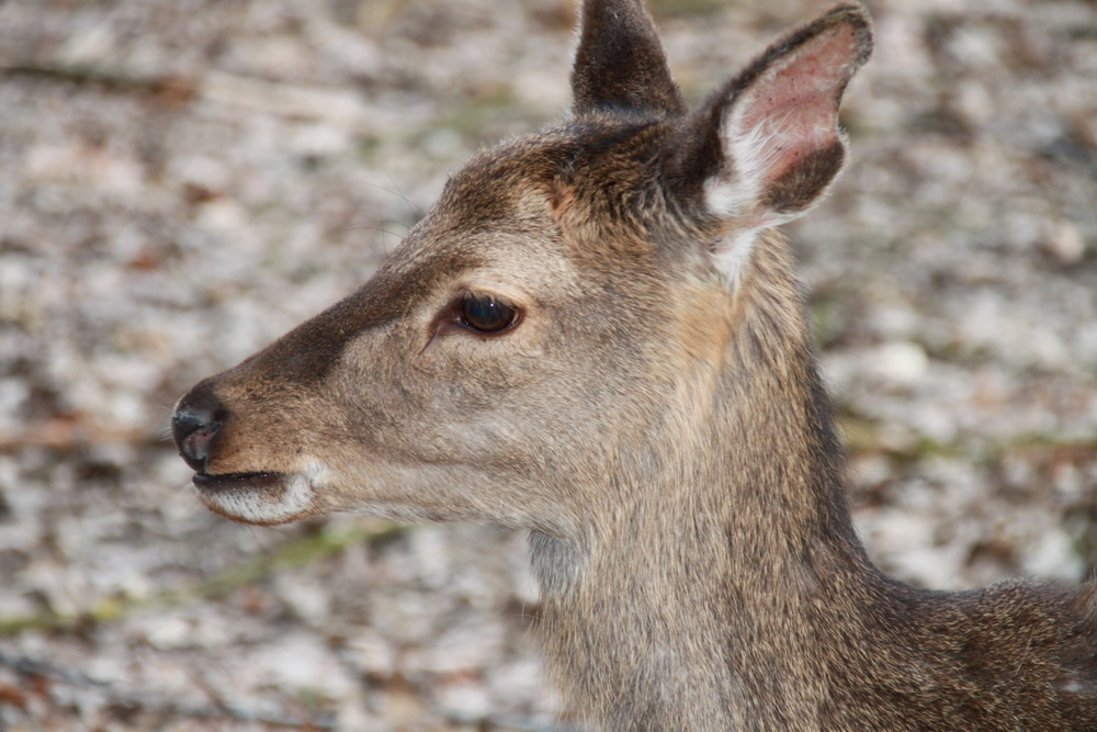 Sikahirsch Kalb