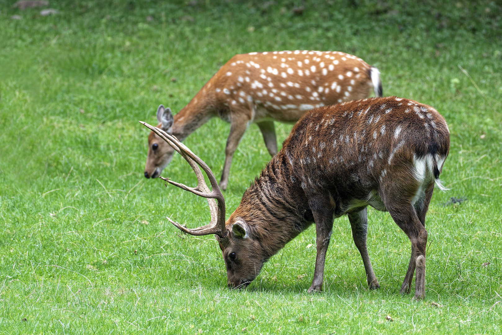 Sikahirsch mit Anhang