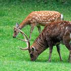 Sikahirsch mit Anhang