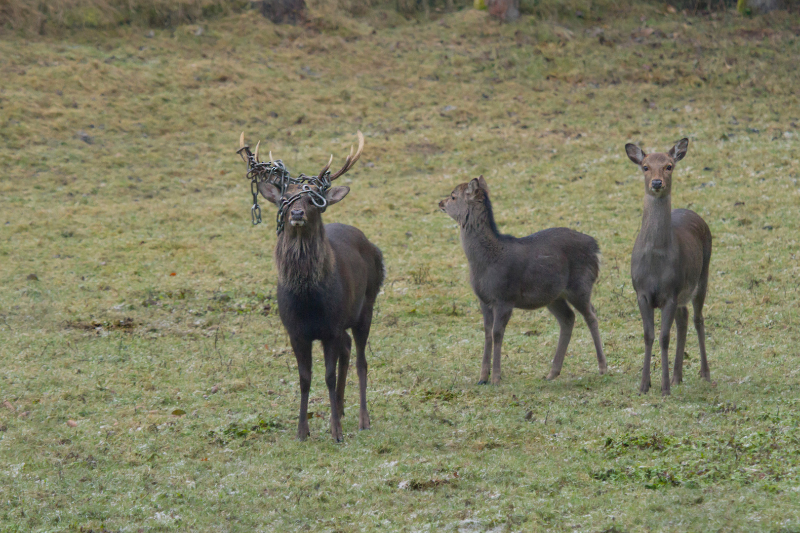 Sikahirsch mit Hirschkuh und Kalb