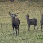 Sikahirsch mit Hirschkuh und Kalb