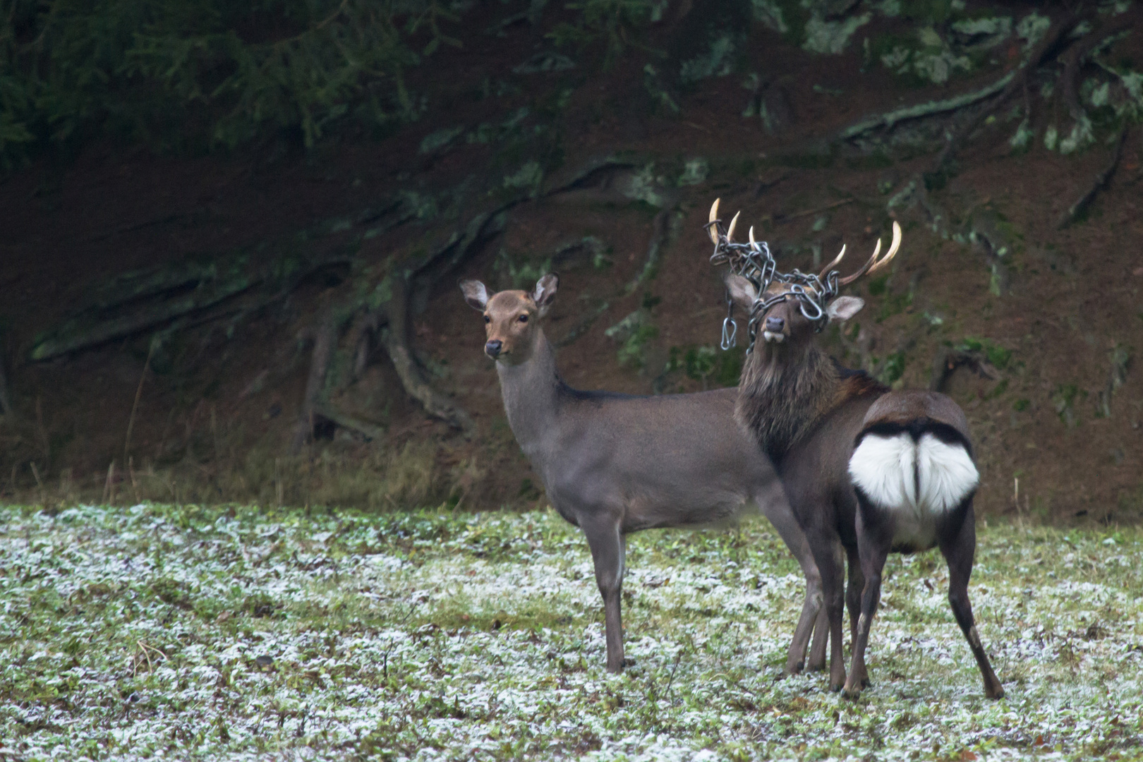 Sikahirsch mit Hirschkuh und ungewollten Kopfschmuck