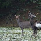 Sikahirsch mit Hirschkuh und ungewollten Kopfschmuck