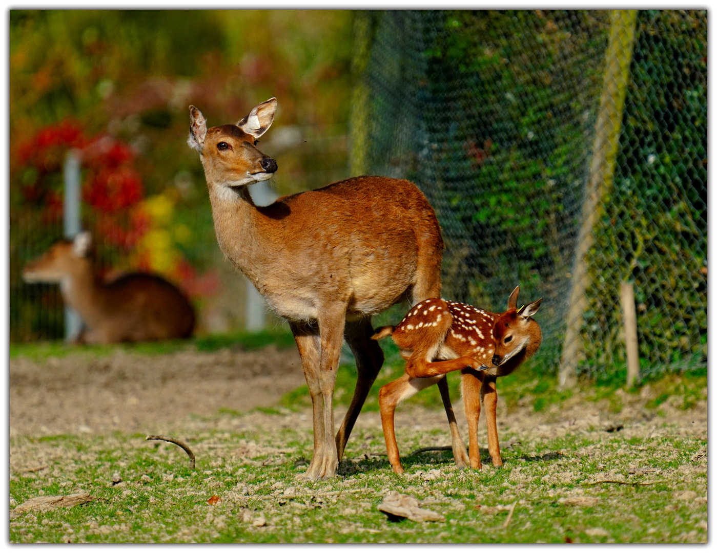 Sikahirsch mit Kitz 