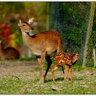 Sikahirsch mit Kitz 