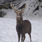 Sikahirsch nach der Entfernung der lästigen Kette