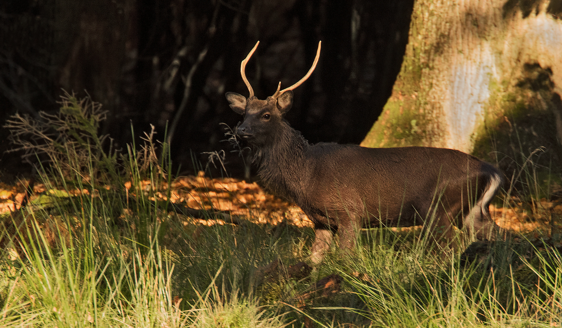 Sikahirsch Wildlife 