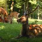 Sikahirsch zwischen Sonnenstrahlen und Schatten