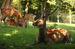 Sikahirsch zwischen Sonnenstrahlen und Schatten