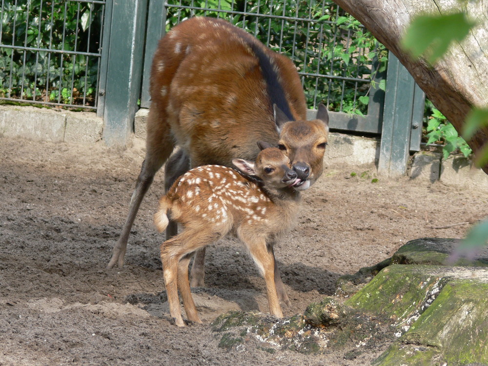 Sikahirsche - auch Tiermutter können lästig sein