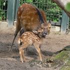 Sikahirsche - auch Tiermutter können lästig sein