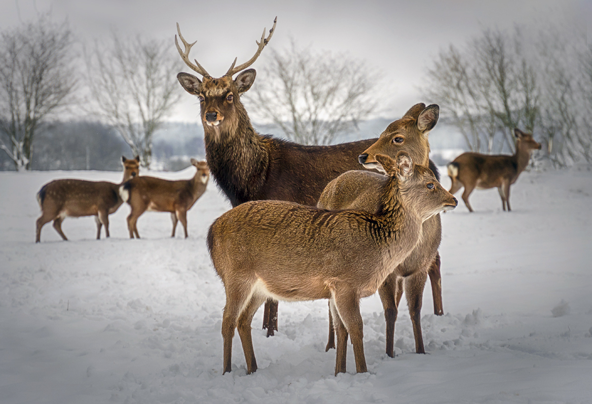 Sikahirsche im Schnee