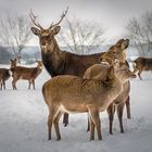 Sikahirsche im Schnee