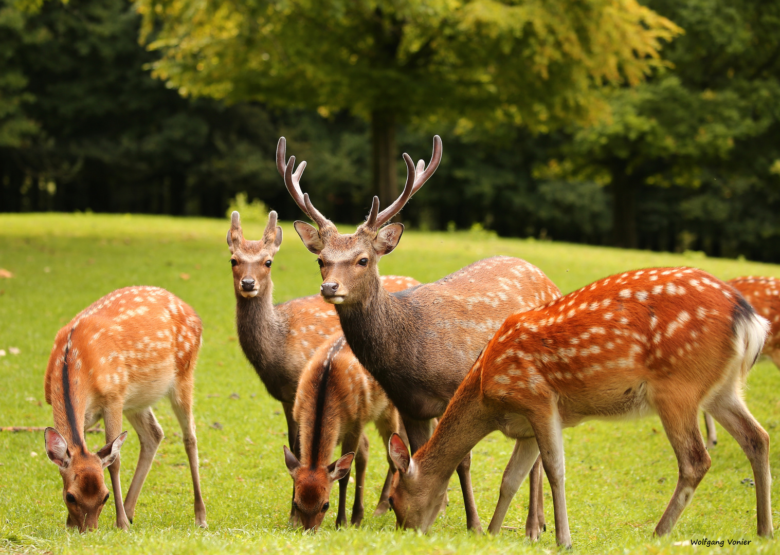 Sikawild im Wild- und Freizeitpark Allensbach