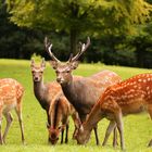 Sikawild im Wild- und Freizeitpark Allensbach