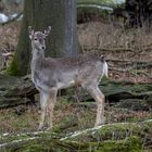 Sikawild im Wisentgehege