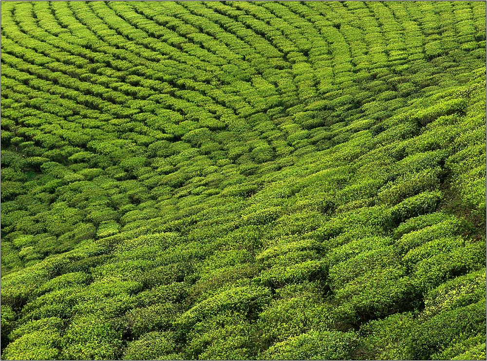 sikkim-tea